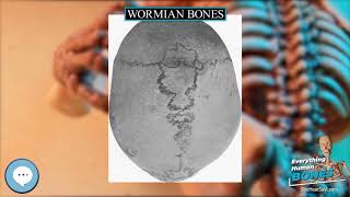Wormian bones 🦴 Everything Human Anatomy Bones 🦴