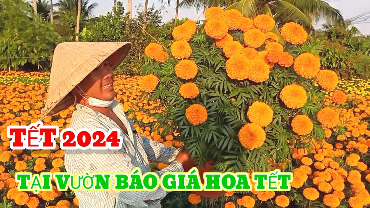 Tết 2024, tại vườn báo giá hoa vạn thọ bến tre, tết nguyên đán 2024