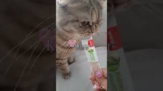 Sesi fulleyin #ytshorts #ytkeşfetiaç #pink #software #safeplace #cat #kedivideoları #ytbenionecikar