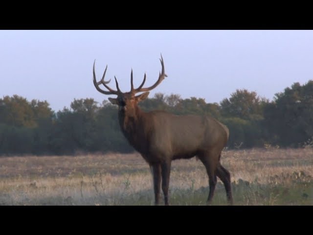 Watch Elk Hunting: What to know before your first hunt - Hunting Tip on YouTube.