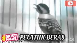 Masteran Tembakan Rapat Pelatuk Beras Gacor 1Jam Untuk Trotol & Murai Juara serta Cucak Ijo