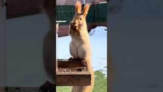 We’re making another squirrel feeder. Делаем ещё одну кормушку для белок.