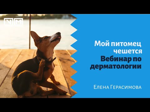 Видео: Лосьоны, кремы и лекарства по рецепту: должен ли мой питомец лизать меня?