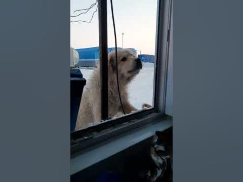 На работе #собаки #эттәр - YouTube