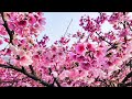 台北第一波賞櫻花況！2024陽明山平菁街42巷-櫻花盛開！Yangmingshan cherry blossoms in bloom