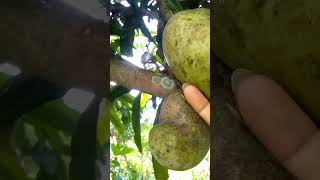 Picking Honey Mangoes Mangga Madu