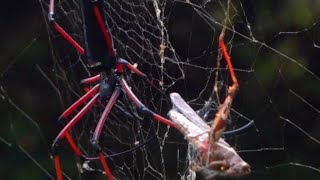 Catch prey | Red leg Spider