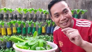 Berkebun Di Kota  Lahan Sempit Tetapi Bisa Menanam Berbagai Macam Jenis Sayuran Dengan Cara Organik