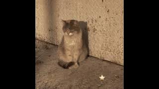 Amy Search - Isabella ((Speed Up))