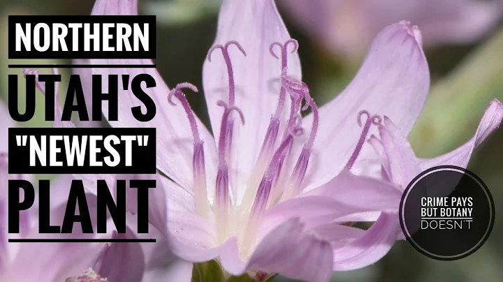 Plants That Hide in Plain Sight - DayDayNews