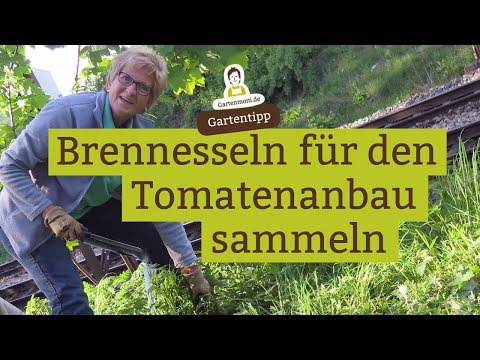 brennesseln-für-den-tomatenanbau---tomaten-düngen