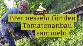 wie dünge ich himbeeren Purgrün Bio-Himbeerdünger 1 kg main image 0
