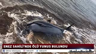 ENEZ SAHİLİ'NDE ÖLÜ YUNUS BULUNDU