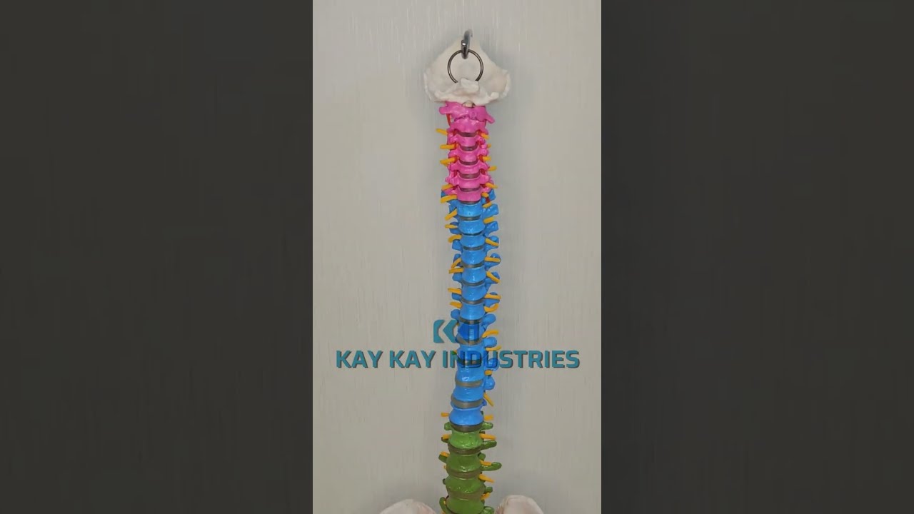 KKI 126A Didatic Flexible Coloured Life Size Spine with Pelvis