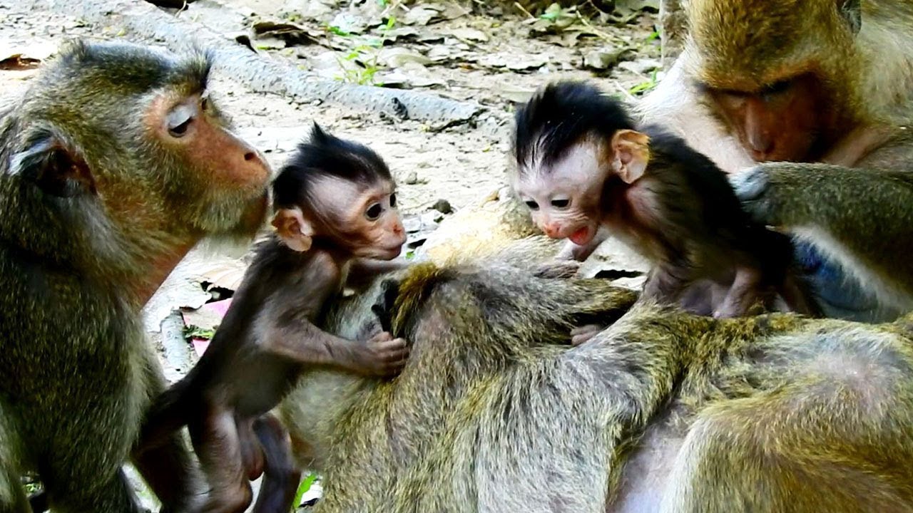 talking parrot Mom Mary talks to cute babies Maci and Maddix Is sweet what babies talking back about?