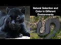 Where is Black an Advantage? | Geography of Melanistic Animals