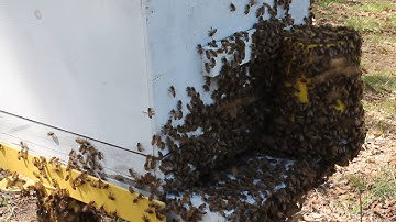 Swarm leaving hive