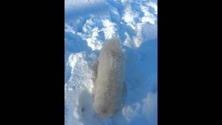 Samoyed first snow