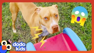 Why Does This Dog Go Bananas Around Grandma? | Dodo Kids | Animal Videos