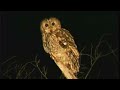 Cárabo común (Strix aluco) Tawny Owl