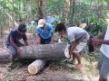 Cutting Lumber The Filipino Way