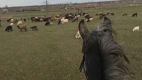 ТОЛЬКО МЫ С КОНЕМ ПО ПОЛЮ ИДЕМ...