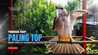 Download Lagu Suara Burung TRUCUKAN gacor TARUNG ROPEL PANJANG pancingan trucukan agar JADI trucuk gacor EMOSI MP3