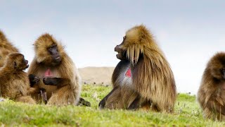 Are Gelada Cries the Closest Thing We Have to Human Speech? (4K)