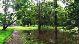 Indonesia ???? Walk through green village after heavy rain, christmas gift 2022