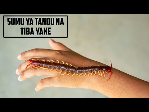 Video: Mbu aina ya centipede ni mdudu asiye na madhara anayekula nekta