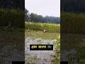 গ্রাম বাংলার ঐতিহ্য,পাট কাটার অপরূপ সৌন্দর্য্য #shorts