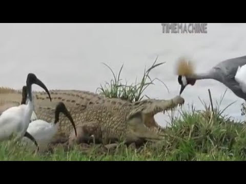 Eagle Hunting Birds, Snake & Fish But Miss The Alligator