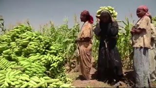 Somalia ,The road to self sufficency in Food Production.