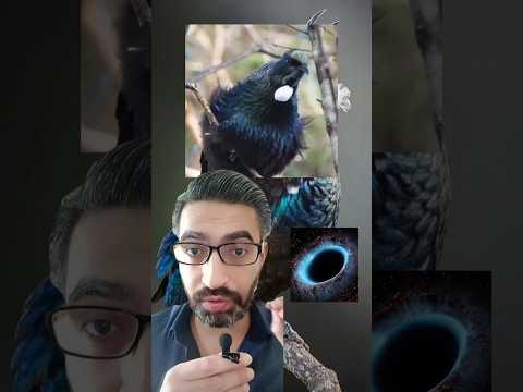 عجائب طائر صوته كالثقب الأسود مذهل للغاية