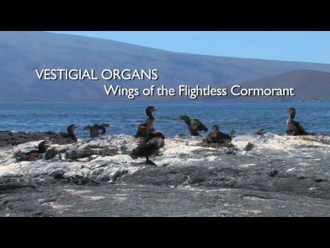 Richard Dawkins: Vestigial Organs: The Wings of th...