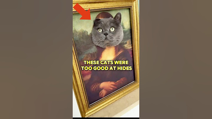 These cats were too good at hiding