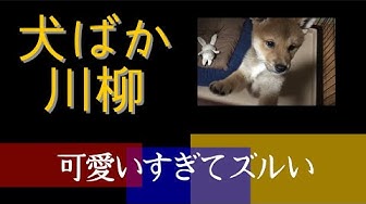犬ばか Youtube