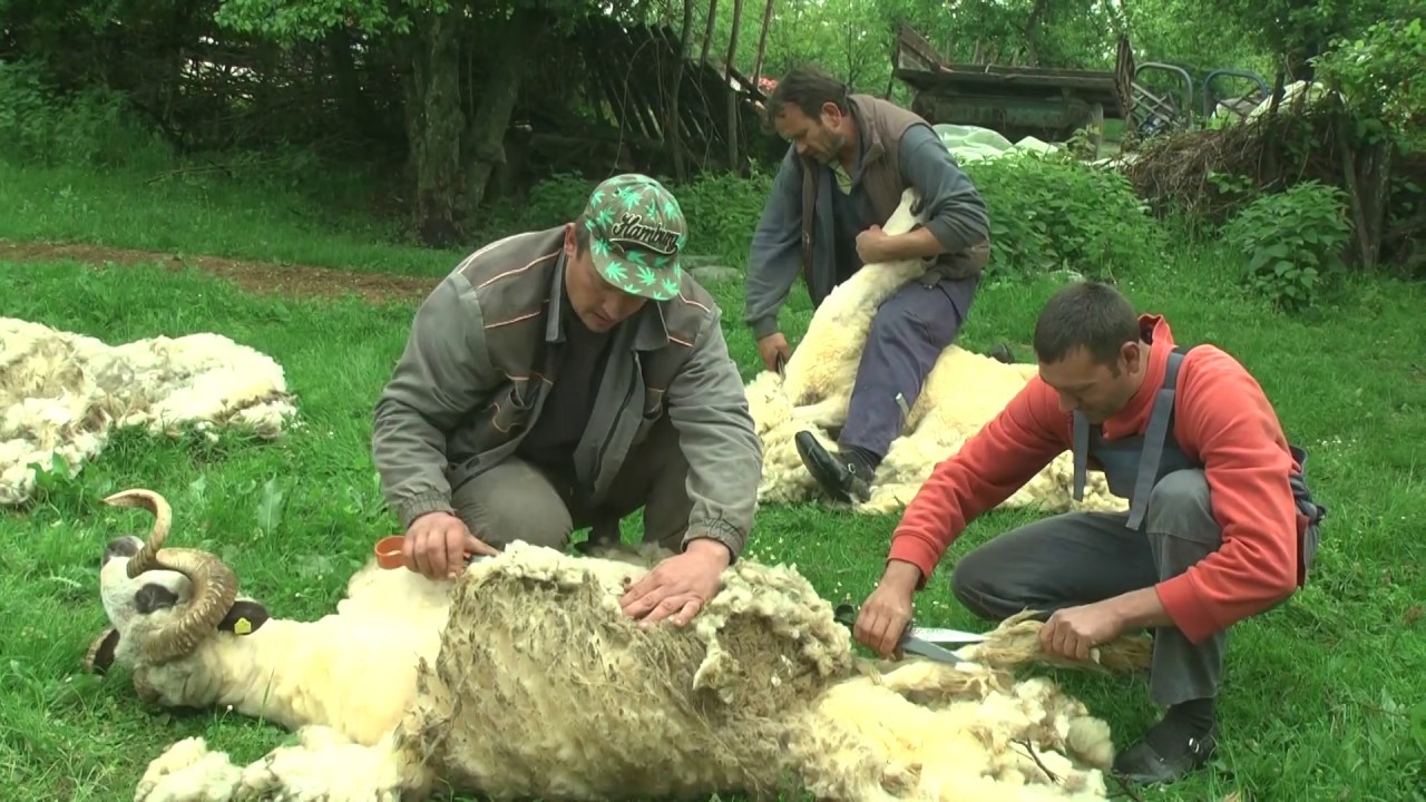 Sisanje ovaca - Razgovori pokraj puta - Obicaji Radjevine - Dobrivoje i Dobrila Pantelic