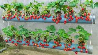 How I saved hundreds of dollars by growing strawberries in plastic tubes with lots of fruit