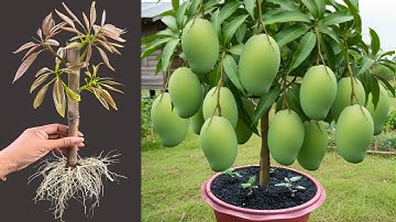 Unique Technique: Grafting Mango Tree Cutting Faster With Aloe Vera,a great way to graft mango tree