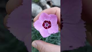 Гвоздика многолетняя из семян #мойсад #garden #цветыдлясада #nature #flowers #гвоздики #сад