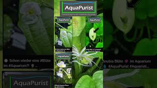 ⭐🌸 Sternenförmige #Blüte bei #Aquarienpflanzen vom #Froschbiss #Shorts #Aquarium #Aquaristik