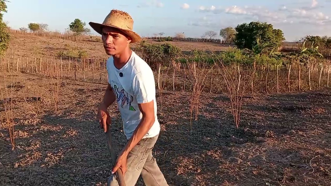 hoje foi dia de destocar çalças do roçado...pra plantar 🌽⛈️🌧️