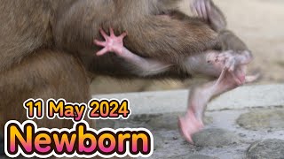 【赤ちゃん・ニホンザル・４K動画】Newborn