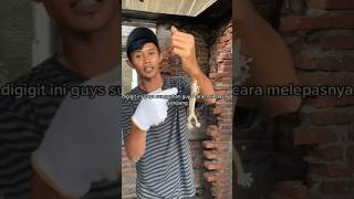 Cara Melepas Gigitan Tokek