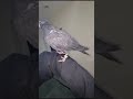 high flyer kabutar Tahir Jutt ka shok wale kabutar #sadshayari #tehzeebhafilatest #kabootar #pigeon