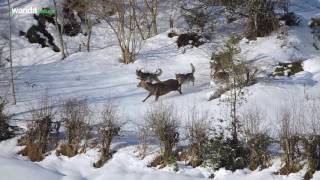 Cantábrico: Píldora Lobos