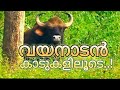        wayanad wildlife sanctuary  muthanga forest  wayanad 