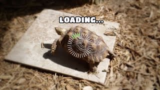 World's Slowest Turtle