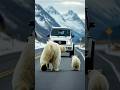 The polar bear blocked the road, saved a driver and a family.#animals